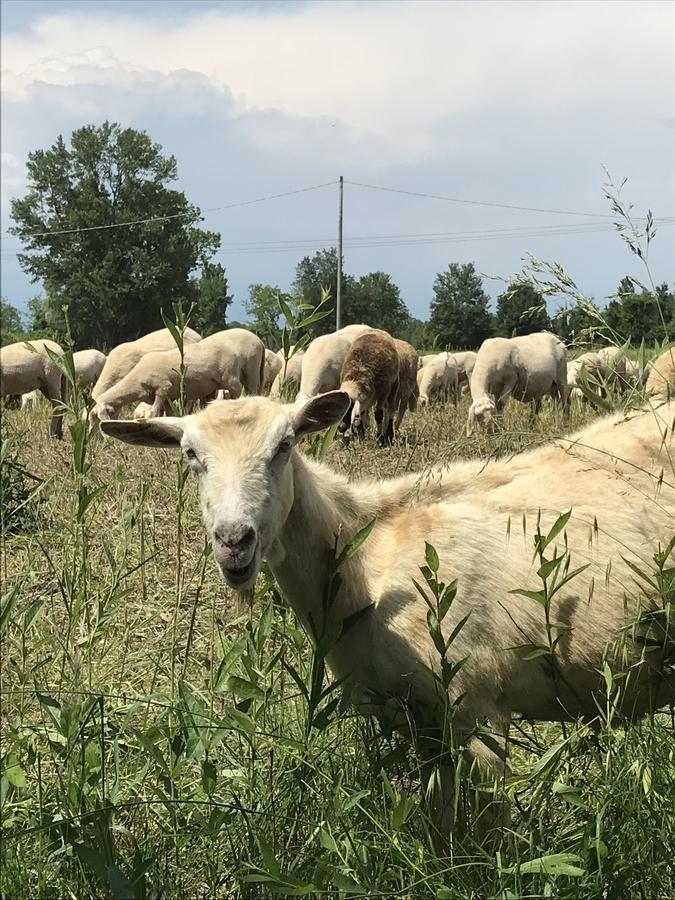 Agriturismo Corte Salandini 호텔 폰티술민치오 외부 사진