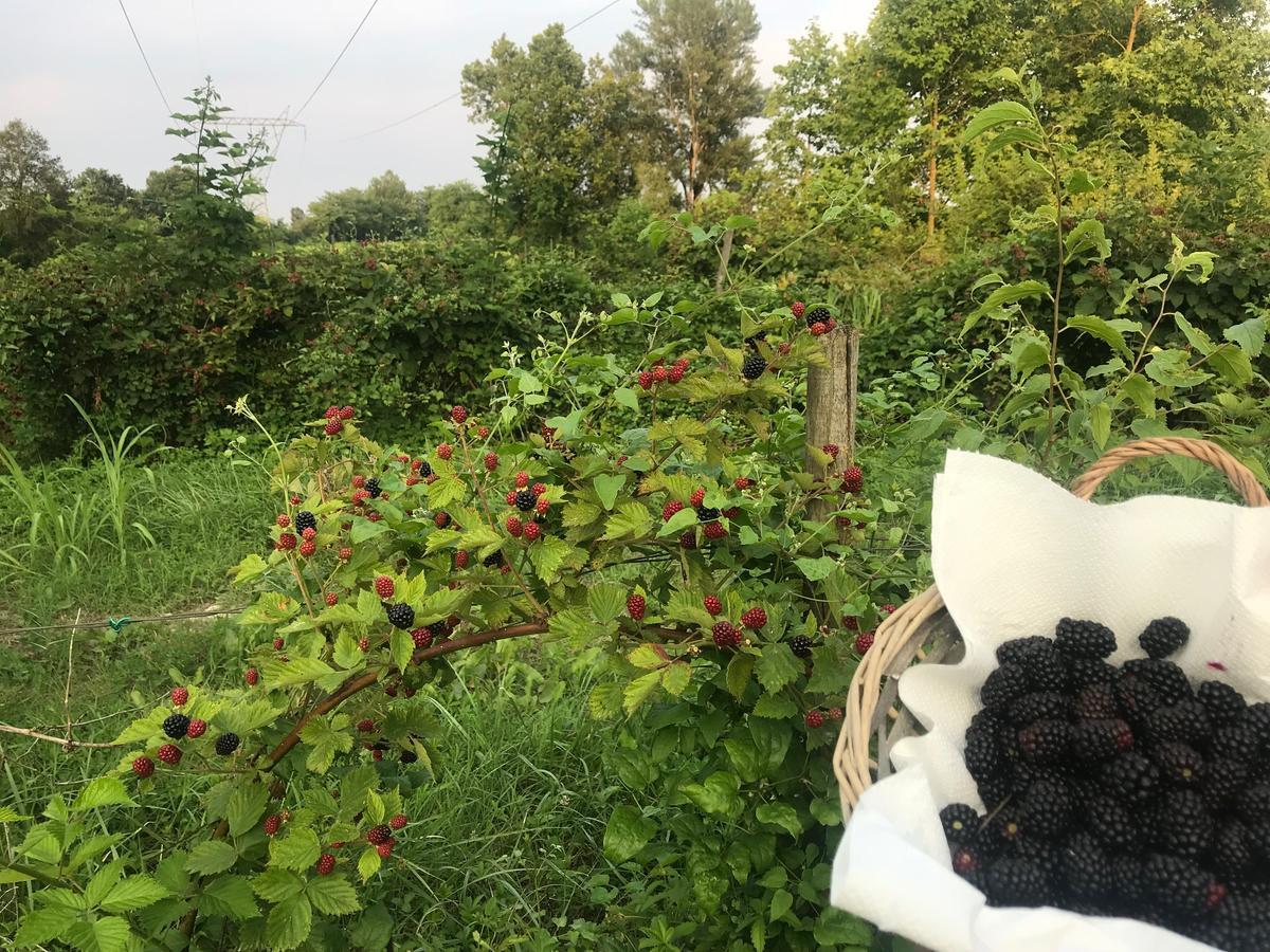 Agriturismo Corte Salandini 호텔 폰티술민치오 외부 사진